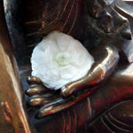 Fleur dans la main de bouddha